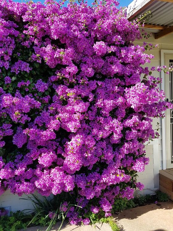 Bright pink bougainvillea flowers climbing near the vineyard rows.