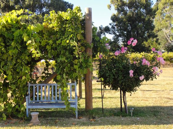 A dark red rose bush growing beside a wine barrel used as event decor, vineyard rows behind.