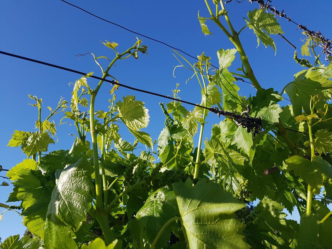 A young grapevine trained up a wire trellis, with numbered posts marking the rows behind it.